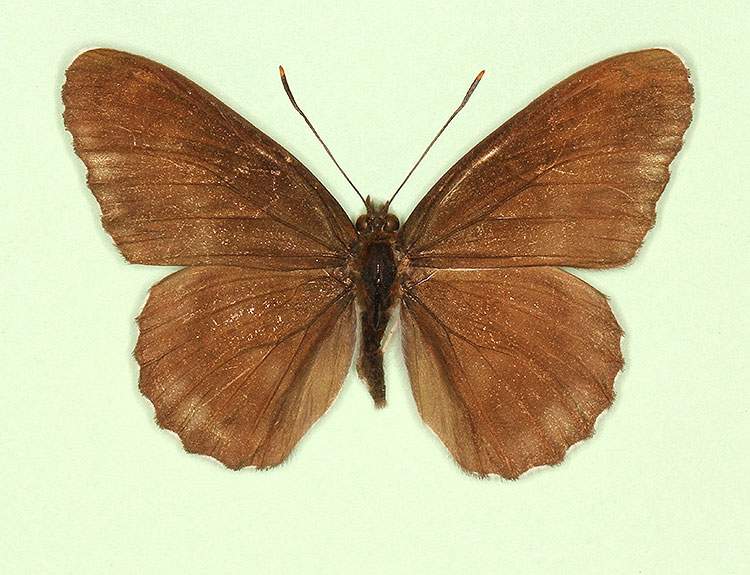 Limenitis camilla male (aberrant form nigrina) (Internet Image property of respective owner, non-commercial use only)